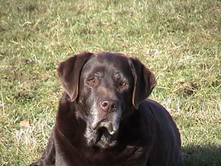 Cass