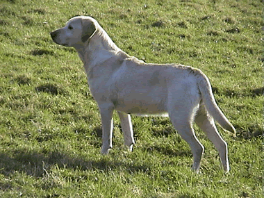 Bailey