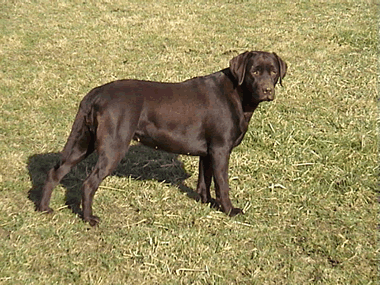 Darcy